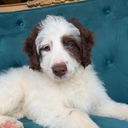 Romance (white) - Red tri-color male Aussiedoodle puppy in Watertown, Wisconsin from Little Bear Paws Aussiedoodles