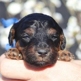Luca - Phantom male Goldendoodle puppy in Forney, Texas from Diamond Doodle Pups and Poodles