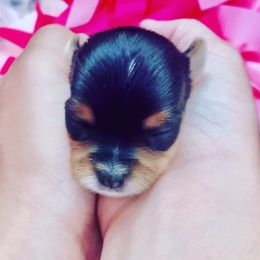 Yorkshire Terrier Puppies from Evermore Yorkies