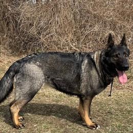 German Shepherds from LORI Zanin