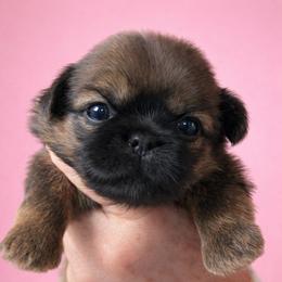 Romi - Red female Shih Tzu puppy in Tallahassee, Florida from Bows and Bow Ties