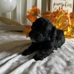 Poodle All Grown Up from Parti-Pawz