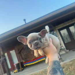 Blue - Blue fawn male French Bulldog puppy in Sherman, Texas from Cole's French Bulldogs