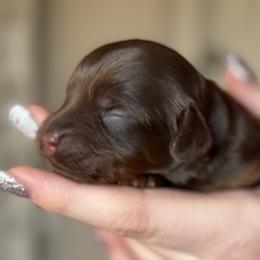 Memory - Chocolate female Cavapoo puppy in Beckley, West Virginia from By Design Doodles