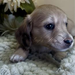 Aurora - Cream female Dachshund puppy in Jena, Louisiana from Amy’s Mini Doxies