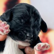 Girl 1 - Black Whoodle puppy in Knoxville, Tennessee from Fleury Farm Doodles TN