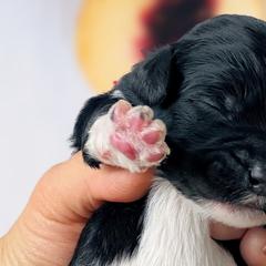 Girl 1 - Black Whoodle puppy in Knoxville, Tennessee from Fleury Farm Doodles TN