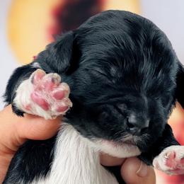 Girl 1 - Black Whoodle puppy in Knoxville, Tennessee from Fleury Farm Doodles TN