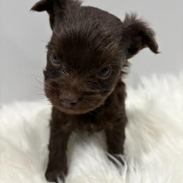 Amex - Chocolate and tan female Yorkshire Terrier puppy in Lynwood, Illinois from SaintNicksWay