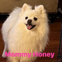 Honey - Pomeranian