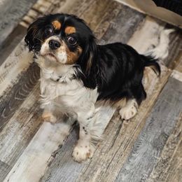 Remi - Cavalier King Charles Spaniel