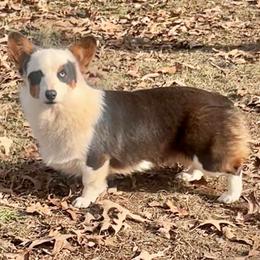 Bandit - Pembroke Welsh Corgi