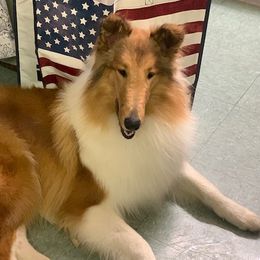 Apple - Collie