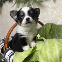Chihuahua Puppies from Walley Farms