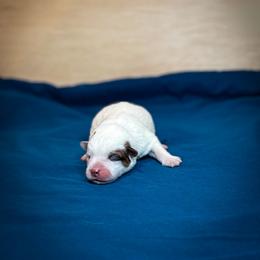 Black collar - Red speckled male Australian Cattle Dog puppy in Spokane, Washington from 4D Cattle Dogs