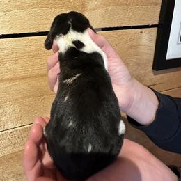 Male 3 - Black brown and white male Basset Hound puppy in Lindley, New York from Hill Top Basset Hounds & Cane Corso