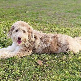 Prada - Aussiedoodle