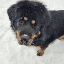 Grim - Tibetan Mastiff