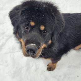 Grim - Tibetan Mastiff