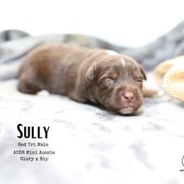 Sully RTM5 - Red tri male Miniature Australian Shepherd puppy in Nacogdoches, Texas from TK Standard, Mini, & Toy Aussies