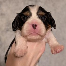 Aspen - Tri-color male Cavalier King Charles Spaniel puppy in Stilwell, Oklahoma from Love Bug Cavaliers