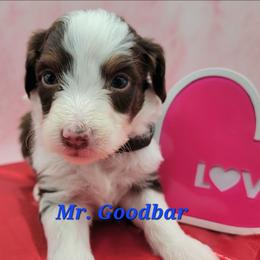 Mr. Goodbar - Brown and white male Aussiedoodle puppy in Boonville, North Carolina from Branch Creek kennels