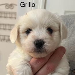 Grillo - White male Coton de Tulear puppy in Sun Prairie, Wisconsin from Firebird Show Dogs