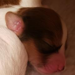 Nederlandse Kooikerhondje Puppies from Dreamcatcher Kooikerhondjes
