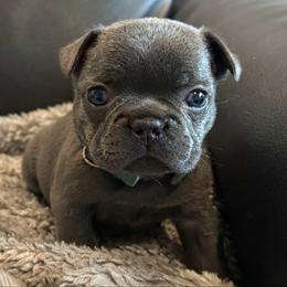 Burrito - Blue male French Bulldog puppy in New Braunfels, Texas from Grand Star Bulldogs