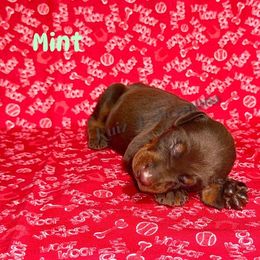 Mint Collar - Red and rust female Doberman Pinscher puppy in Louisville, Kentucky from Ruiz Dobermans