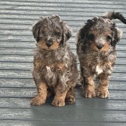 Sawyer - Blue merle male Bernedoodle puppy in Washougal, Washington from Sandy Creek Bernedoodles