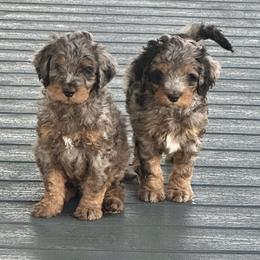 Sawyer - Blue merle male Bernedoodle puppy in Washougal, Washington from Sandy Creek Bernedoodles