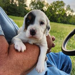 Boy 4 - Blue belton and tan (tri-color) male Llewellin Setter puppy in North Dinwiddie, Virginia from Pups Furever