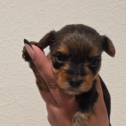 Jimmy - Black and tan male Yorkshire Terrier puppy in Haines City, Florida from MF_Yorkies