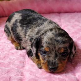 Ivy - Black and tan female Dachshund puppy in Salem, Oregon from Longdox Mini Dachshunds