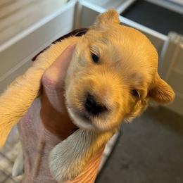 Audi - Wheaten male Miniature Schnauzer puppy in Port Orchard, Washington from Silver Bells Miniature Schnauzers