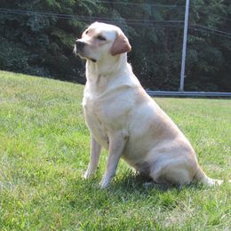 Jenna - Labrador Retriever