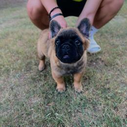 French Bulldog Puppies from Frenchie Love Bugs