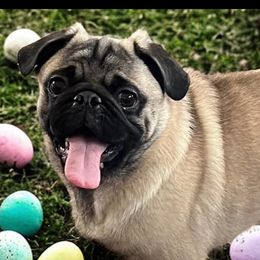 Richas - Pug