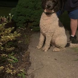 Poodle All Grown Up from Wunderlins Standard Poodles