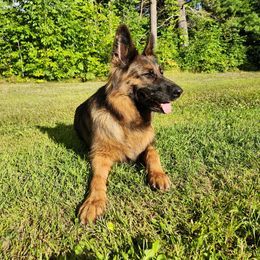 Helena - German Shepherd