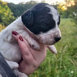 Tokyo-agouti parti - Phantom male Poodle puppy in Cypress Inn, Tennessee from Nine Pines Poodles