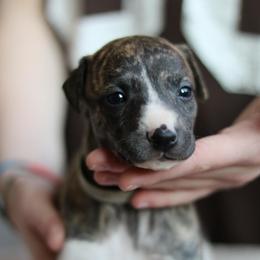 Silvermist - Fawn brindle female Whippet puppy in Robesonia, Pennsylvania from Rogue Mountain Manor