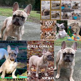 Magilla Gorilla - Blue fawn French Bulldog puppy in Puyallup, Washington from Pacific Wonderland French Bulldogs