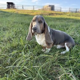 Blue - Basset Hound