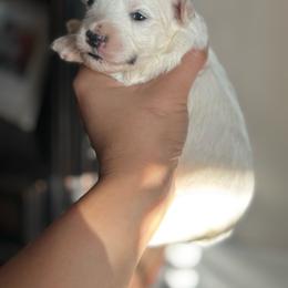 Skittles - Parti female Goldendoodle puppy in Anderson, South Carolina from M & L Pups