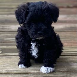 Miniature Schnauzer Puppies from Bar Diamond