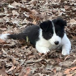 Burt - Black and white male Border Collie puppy in Jonesboro, Arkansas from Hampton Border Collies
