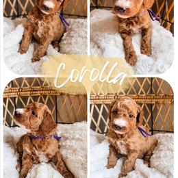 Corolla - Red  female Goldendoodle puppy in Brookville, Pennsylvania from Woodland Mountain Doodles