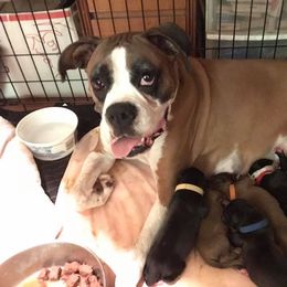 Boxer Puppies from Irish Celtic Boxer
